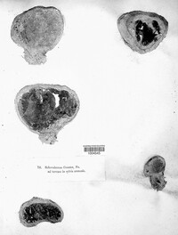 Scleroderma polyrhizum image
